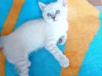 SON KALAN 2 YAVRU KEDİMİZ