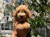 Orjinal apricot yavru poodle