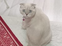 Kızımıza yuva arıyoruz scottish fold