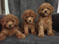 Toy poodle yavrularımız