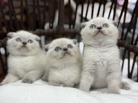 Scottish fold güzellikleri