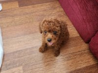 Poodle çikolata ya yuva