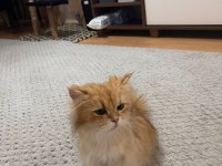 1.5 Yaşında Golden British Longhair