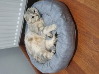 Scottish fold ücretsiz kedimiz