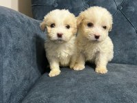Kar beyaz maltipoo yavrularımız