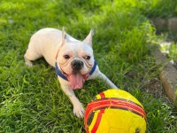 Eğitimli French Bulldog