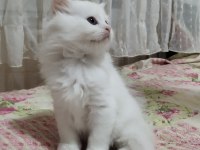 3 yaşında erkek ve dişi kedimiz