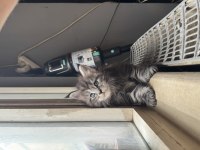 Xxl şampiyon kan hattı maine coon yavruları şecereli