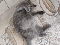 Ücretsiz sahiplendirilecek kedimiz