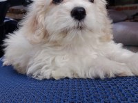 Erkek maltipoo