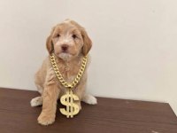 Maltipoo yavrularımız