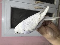 Show jumbo muhabbet kuşu yavrular ve takımlar