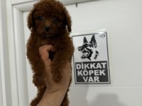 Poodle teacup