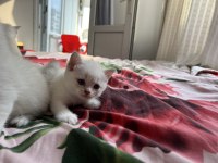 1 aylık Blue Point british yavruları