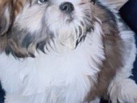 Eğitimli ve akıllı oyuncu shih tzu Ares