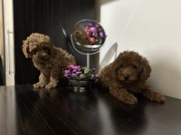Sevimli toy poodle