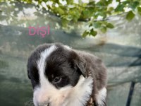 Saf kan border collie