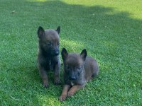 Malinois Bebekler Yeni Yuvalarını Bekliyorlar