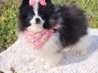 DİŞİ PANDA POMERANİAN BOO