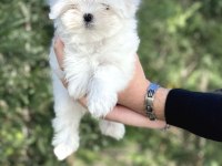 Kore Orjinal 0 Numara Maltese Bebekler