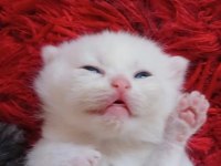 Rezerveye Açık British Shorthair Yavrular