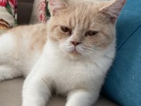 British Shorthair Bicolor Erkek