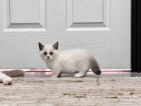 Munchkin yavrular