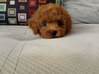 İzmirde Kore Poodle Yavru