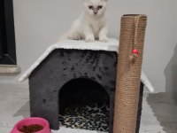 2 aylık anne scottish fold baba british orijinal ırk