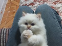 Harika Erkek İran Kedisi Bebeğimiz