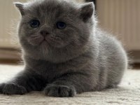 British longhair 2 aylık yavrumuz