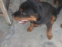 7 AYLIK ROTTWEİLER AŞILARI TAM ÇİPLİ KİMLİKLİ