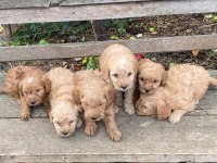 Maltipoo yavrular DSİ ve erek mevcut