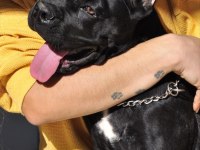 Fci/kif A şecere belgeli, ırk ve sağlık garantili cane corso