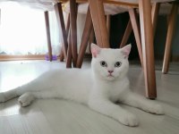 3 buçuk aylık british shorthair