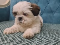 A kalite shih tzu