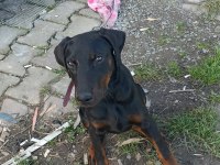 Dişi Doberman 2.5 Aylık