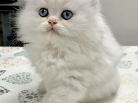 BRITISH LONGHAIR YAVRULARIM 