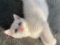 Pamuk british shorthair kızım