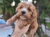 Poodle yavru köpekler