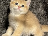 Anne Baba Şecereli Safkan Golden British Shorthair Erkek