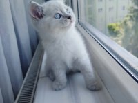 British Shorthair Dişi Yavru