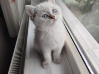 British Shorthair Dişi Uyguna