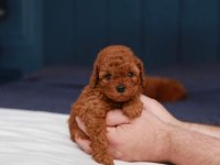 Toy poodle yavrularımız (kore)