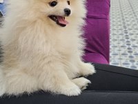 Gözyaşı lekesiz pamuk gibi aşılı bi pomeranian