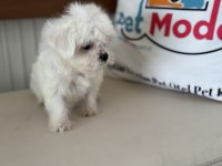 Petmode köpek çiftliğinde ziyarete açık kore maltese