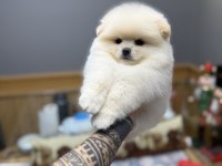 Tedy Bear Pomeranian Pupy