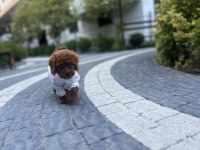 KİLO GARANTİLİ TOY POODLE YAVRULARIMIZ