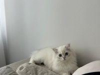 3.5 aylık british longhair yavru bundan sevimlisi yok