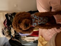 1 yaşında tam bir evcimen küçük poodle kafimizi